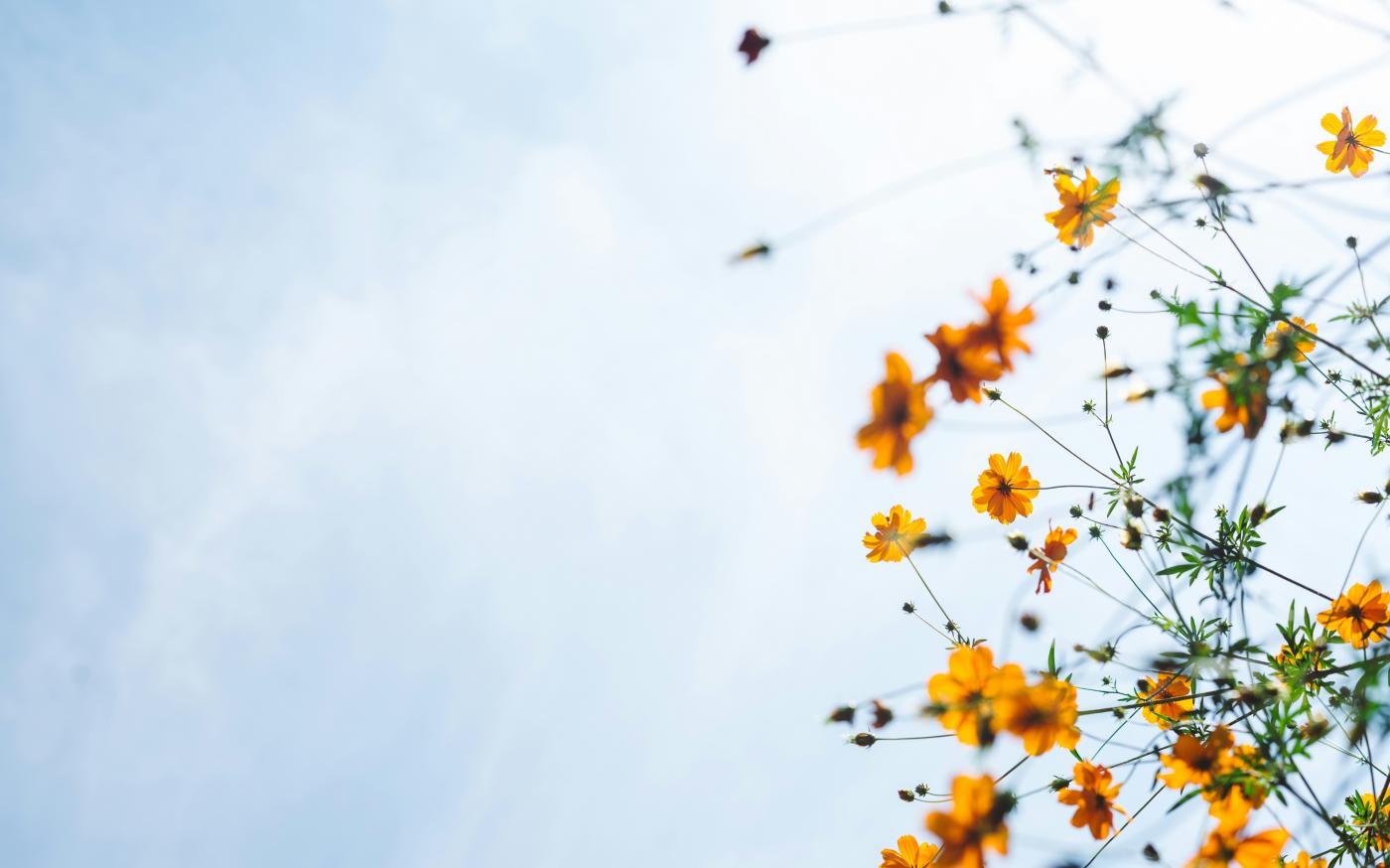 orange flowers by Masaaki Komori courtesy of Unsplash.