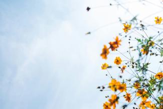 orange flowers by Masaaki Komori courtesy of Unsplash.
