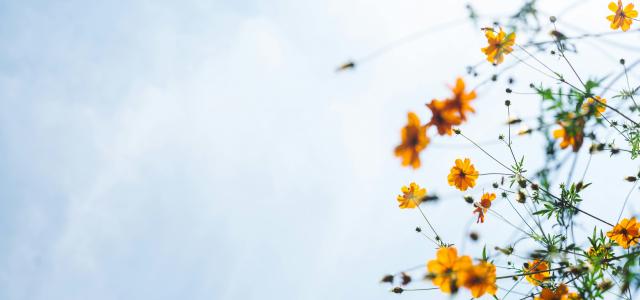 orange flowers by Masaaki Komori courtesy of Unsplash.